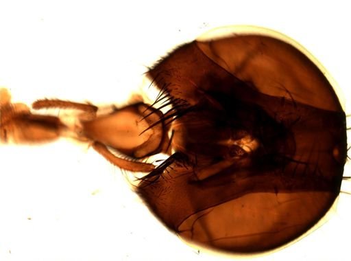 Musca domestica