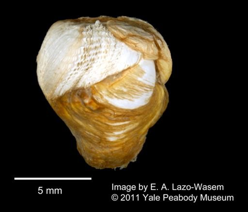 Pholadidea parva