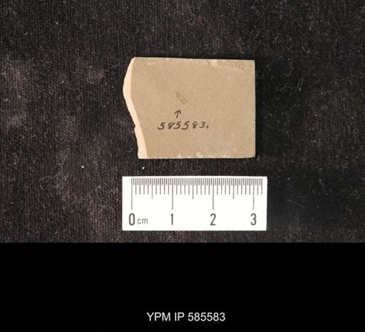 undet. Coleoptera