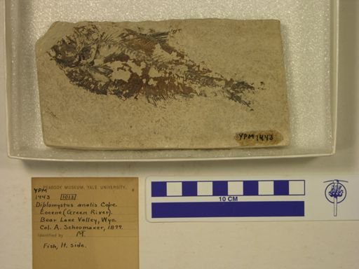 Diplomystus analis