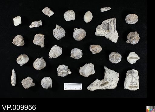 undet. Actinopterygii