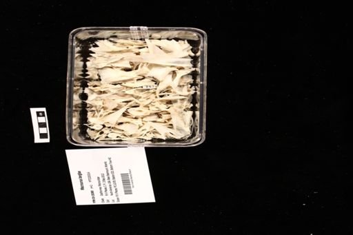 Macrourus berglax