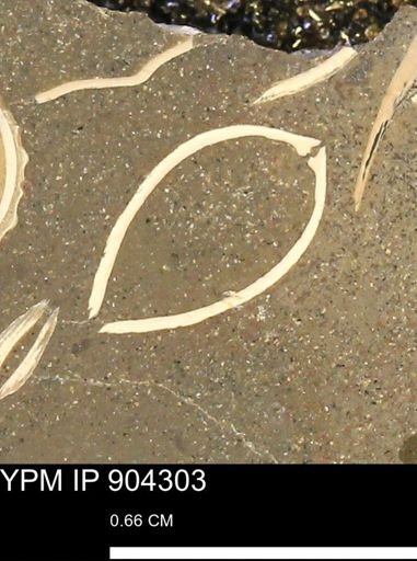 undet. Bivalvia