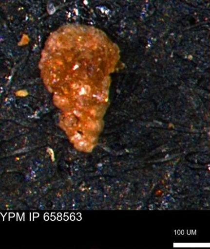 Verneuilinoides kansasensis
