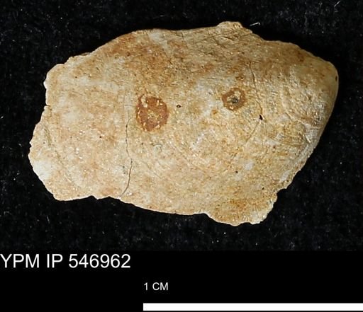 Crepidula fornicata