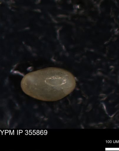 undet. Ostracoda