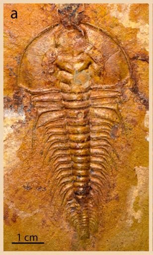 Mesonacis vermontanus
