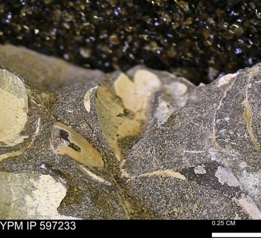 Limopsis striatopunctatus