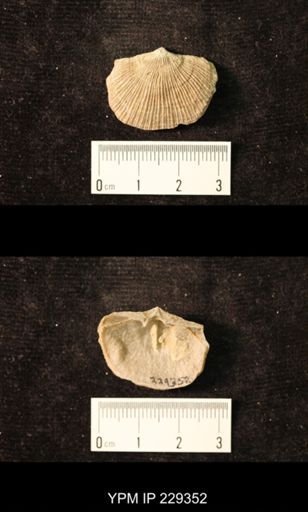 Derbya crassa texana