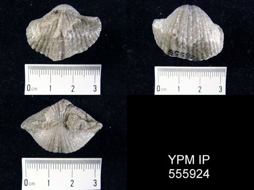 Spirifer keokuk