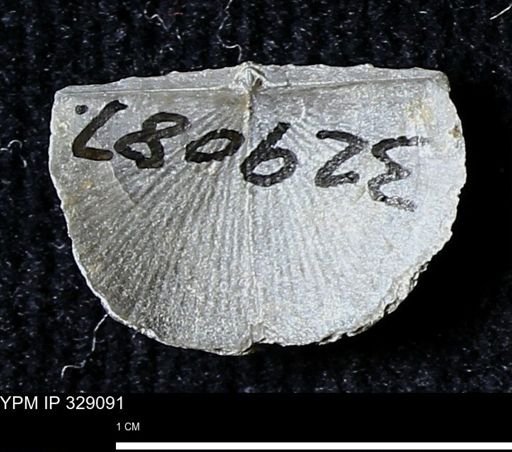 Chonetes scitulus