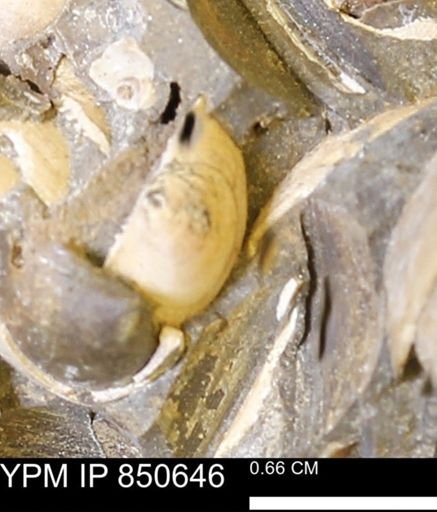 Limopsis striatopunctatus