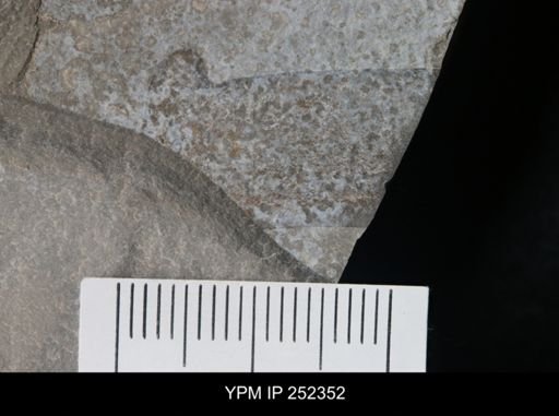 undet. Eurypterida