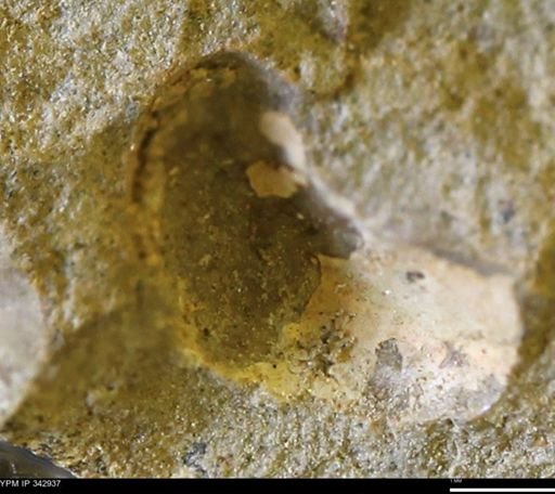 undet. Mollusca