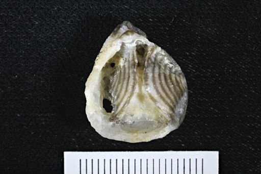 Meristella barrisi