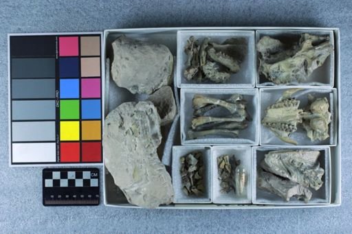 Leptauchenia decora