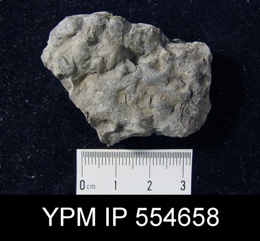Hyattidina sp.