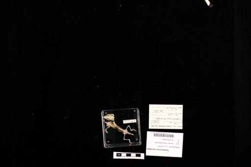 Teratoscincus microlepis