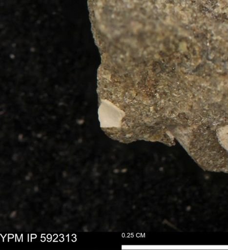 undet. Mollusca