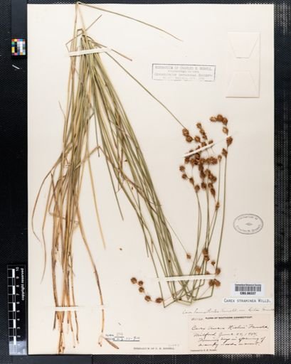 Carex straminea