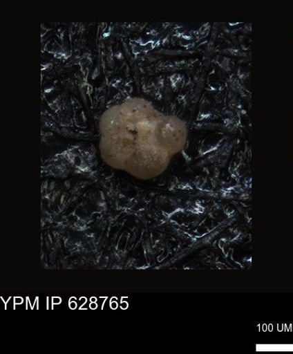 undet. Foraminiferida