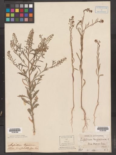 Lepidium virginicum