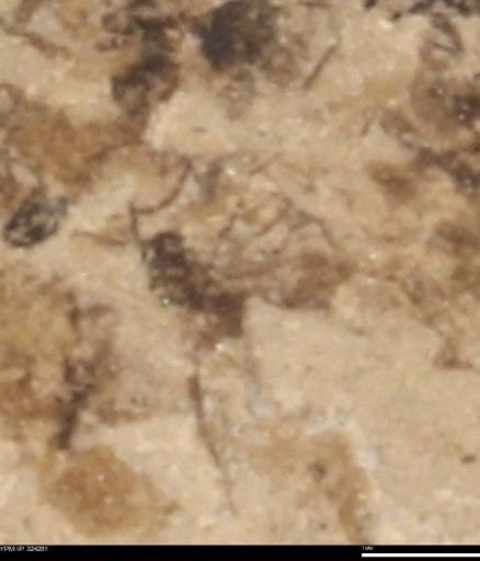 undet. Insecta