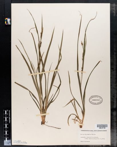 Carex digitalis