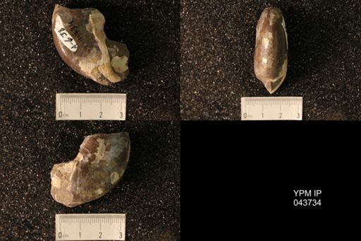 Hoploscaphites nicolletii