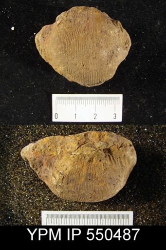 Linoproductus cora
