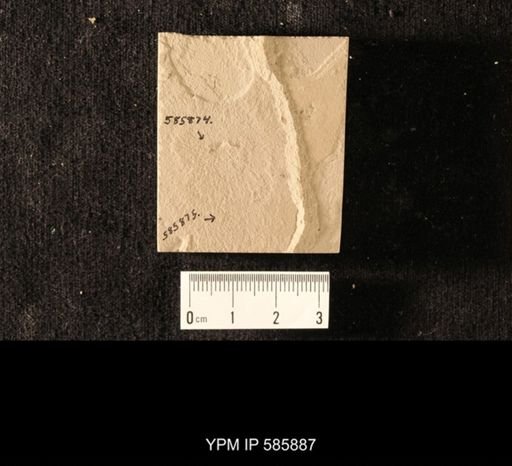 undet. Brachycera