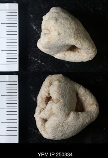 undet. Gastropoda