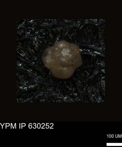 undet. Foraminiferida