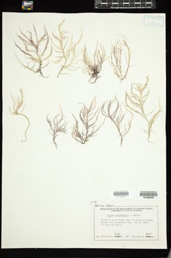 Hypnea cervicornis