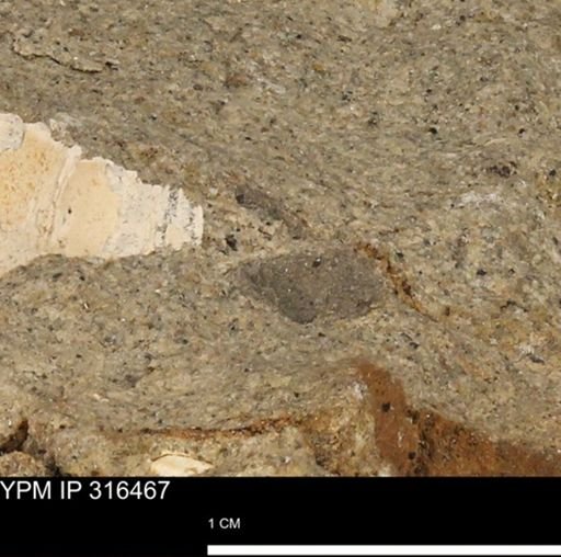 undet. Mollusca