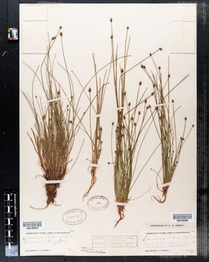Eleocharis obtusa