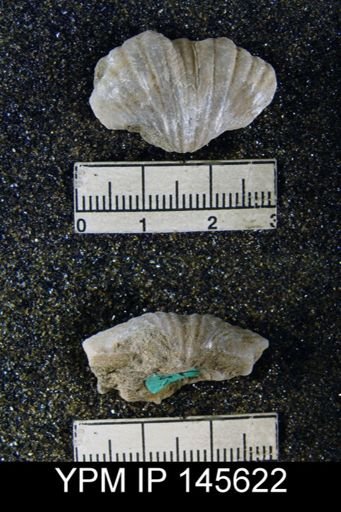 Spirifer (Neospirifer) niger