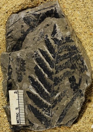 Pecopteris