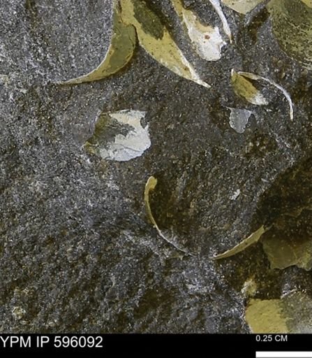 undet. Bivalvia