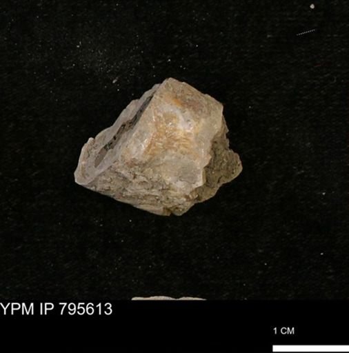 Baculites sp.