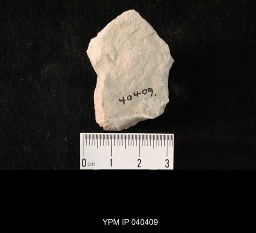 undet. Hexapoda