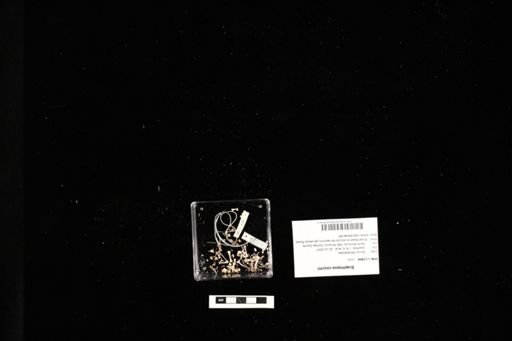 Scaphiopus couchii