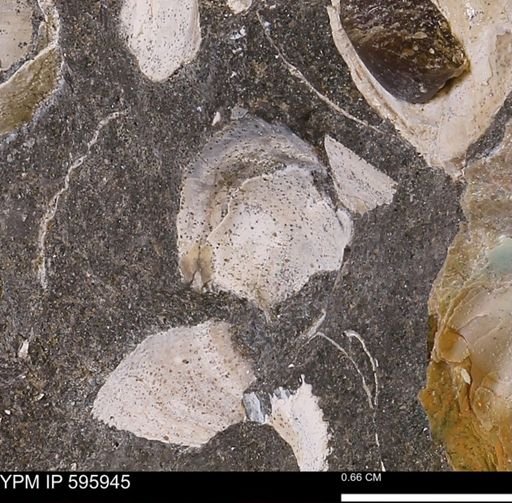 undet. Bivalvia