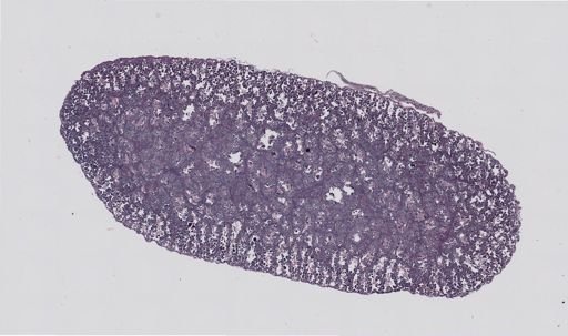 Rana clamitans