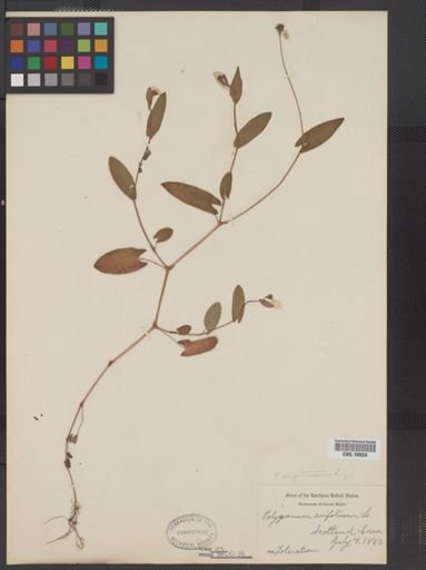 Polygonum sagittatum