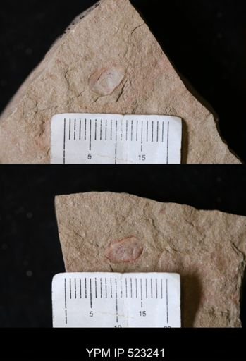 undet. Bivalvia
