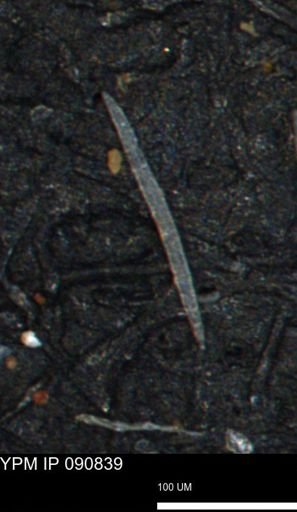 undet. Porifera