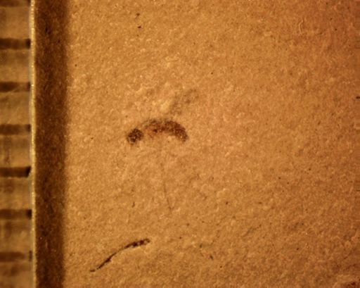 undet. Diptera