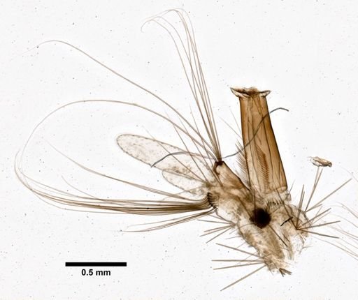 Aedes echinus