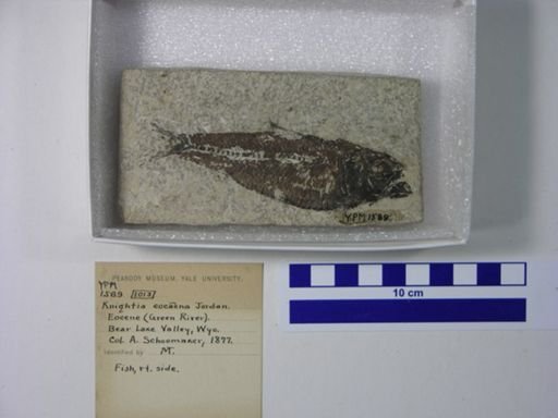 Knightia eocaena